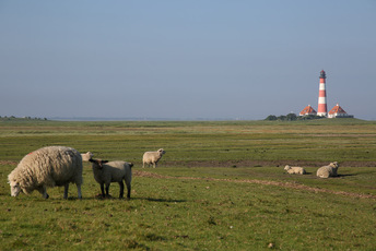 Beliebte Fahrradtour zum Leuchtturm Westerhever.